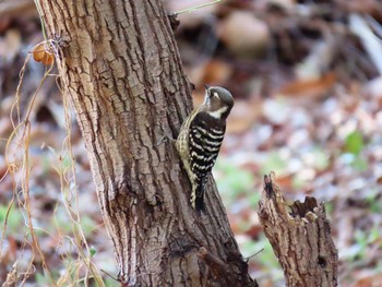 Japanese Pygmy Woodpecker Koyaike Park Mon, 2/12/2024