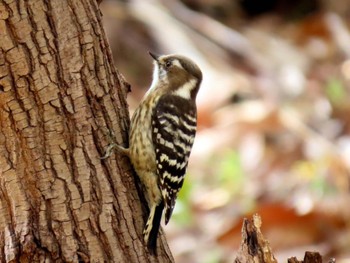 Japanese Pygmy Woodpecker Koyaike Park Mon, 2/12/2024