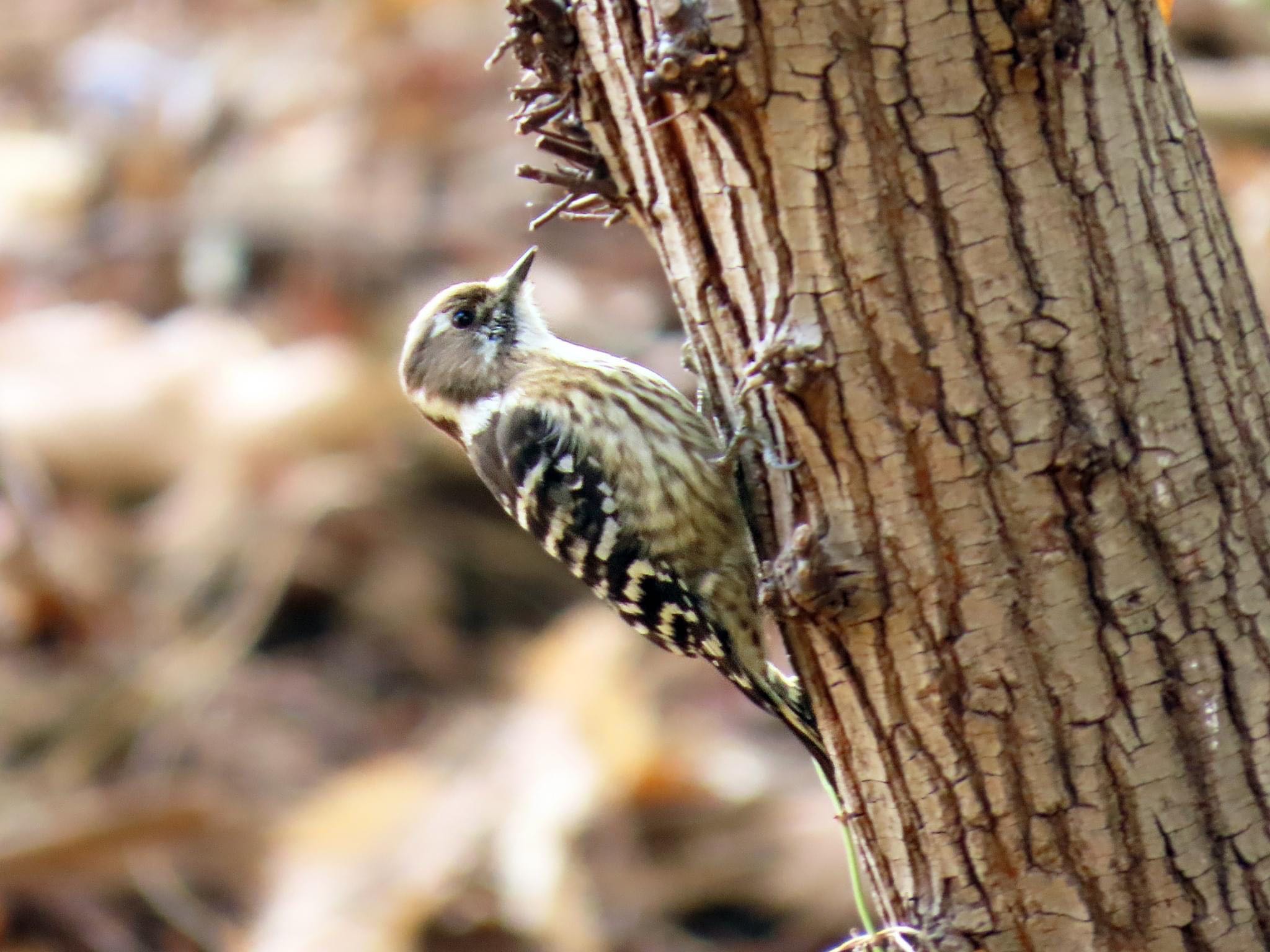 Japanese Pygmy Woodpecker