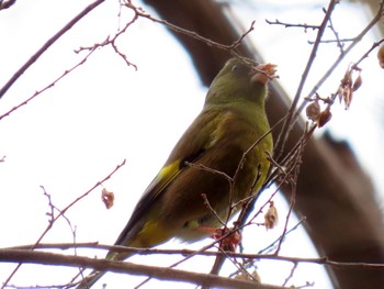 カワラヒワ 昆陽池公園 2024年2月12日(月)