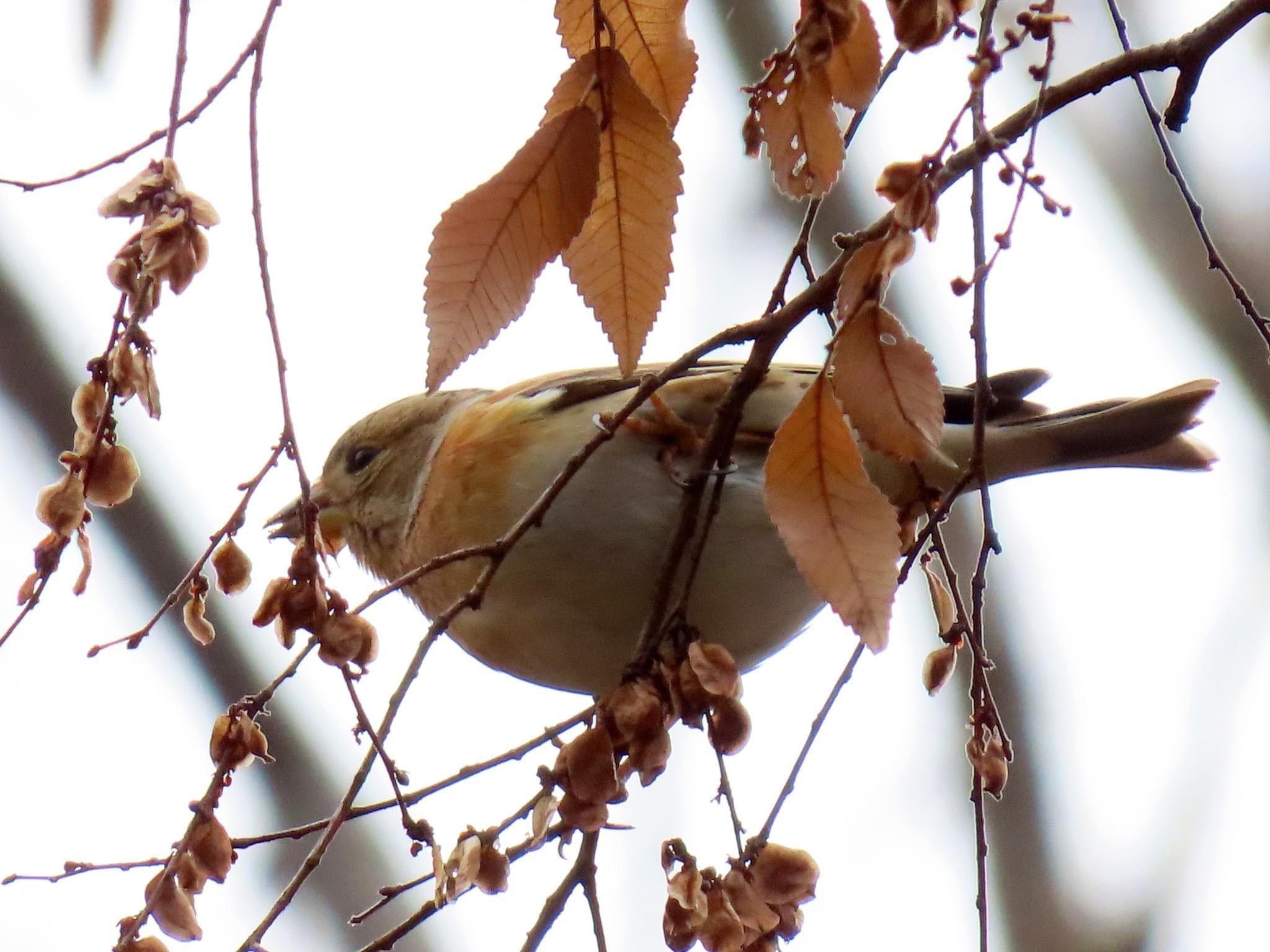 Photo of Brambling at Koyaike Park by えりにゃん店長