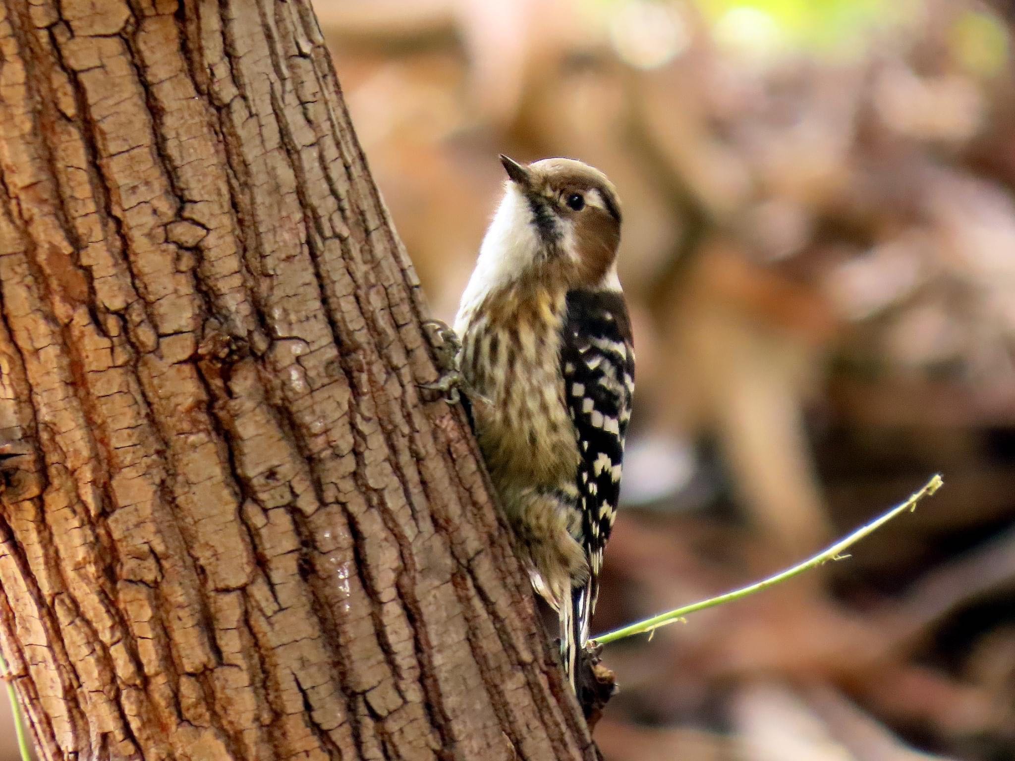 Japanese Pygmy Woodpecker