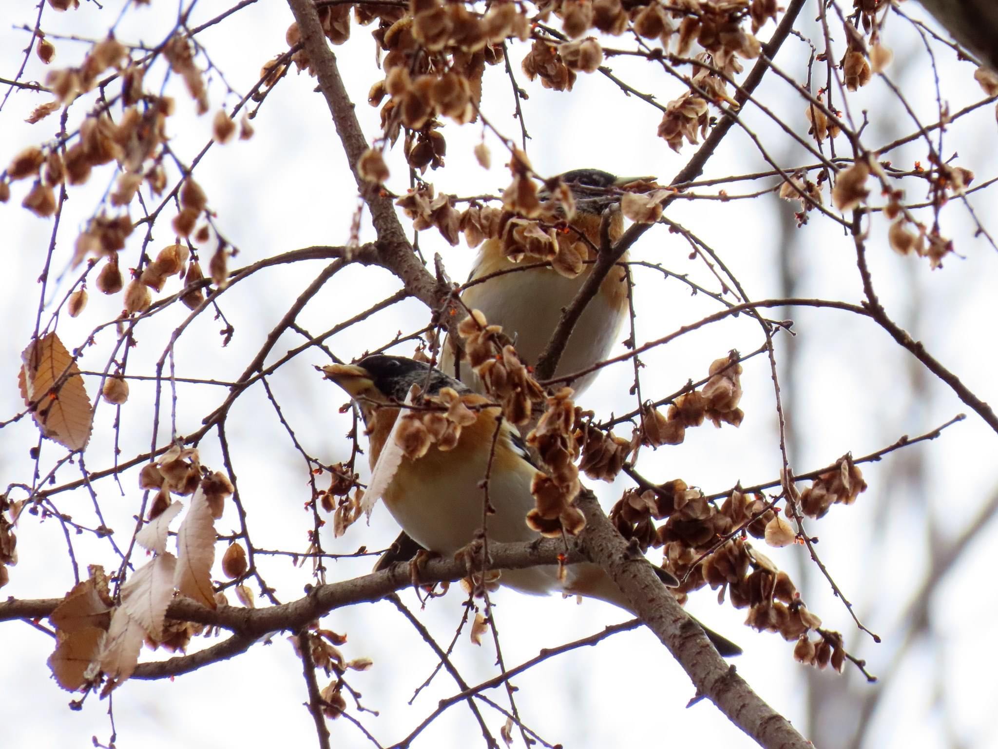 Photo of Brambling at Koyaike Park by えりにゃん店長