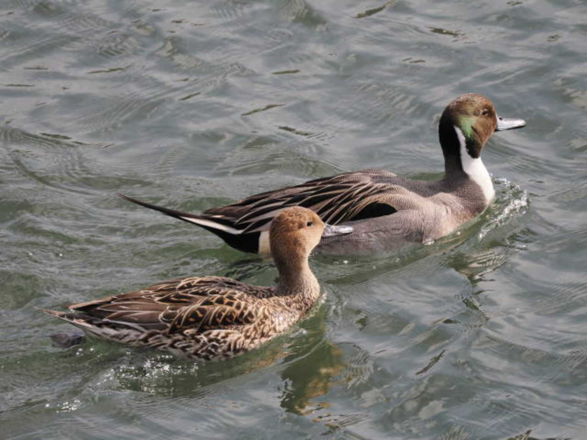 Northern Pintail