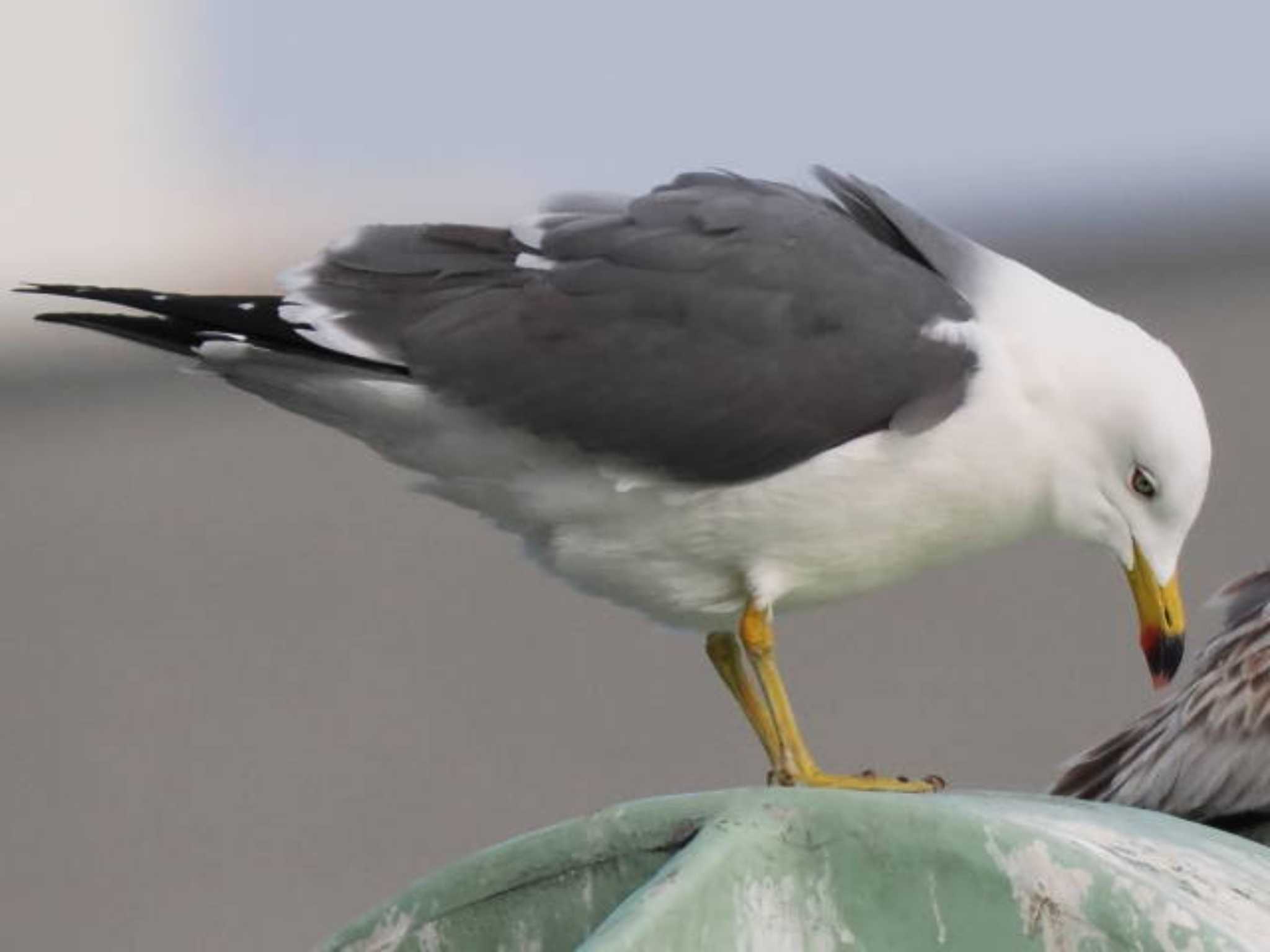 Black-tailed Gull