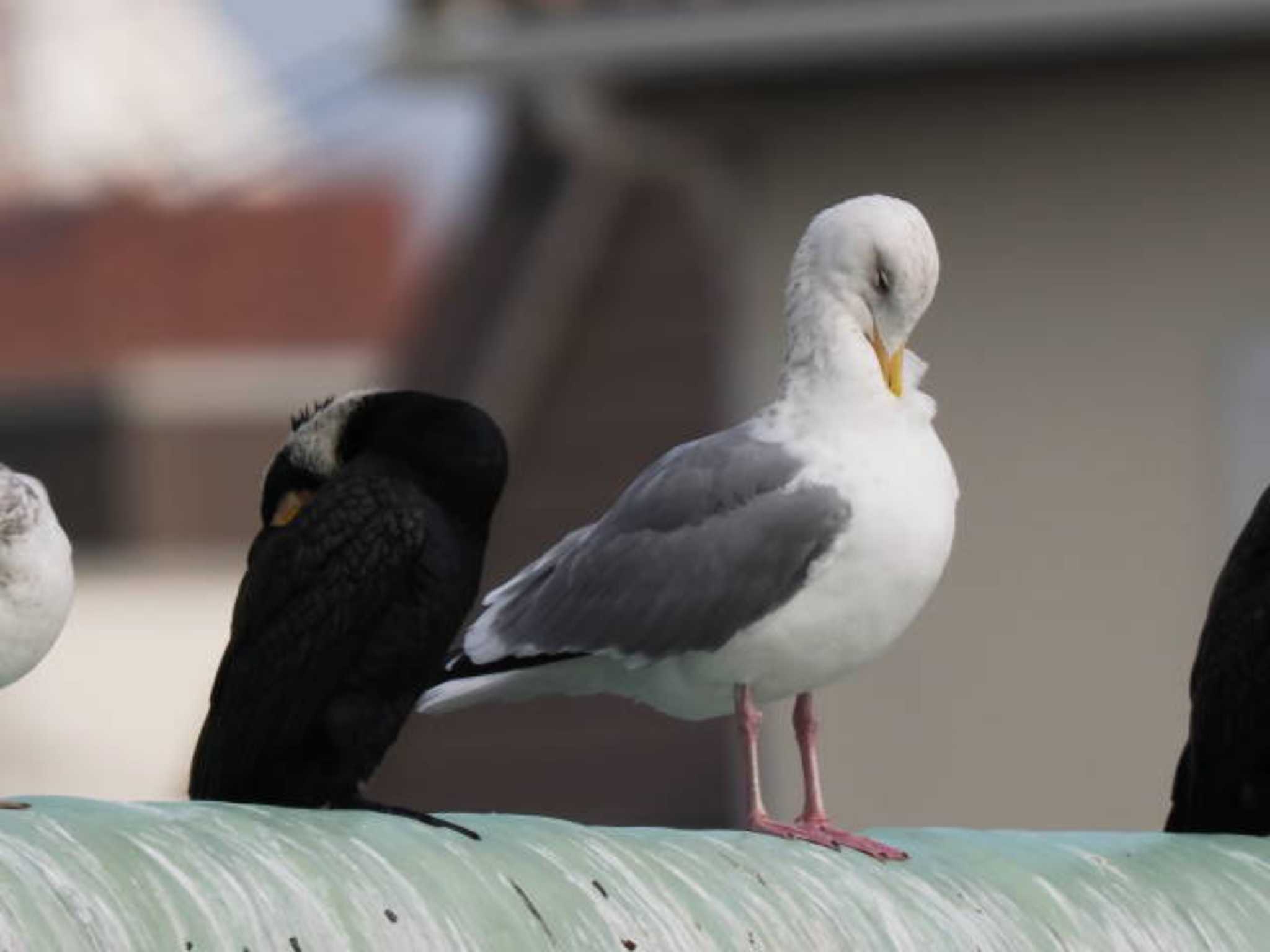 Vega Gull