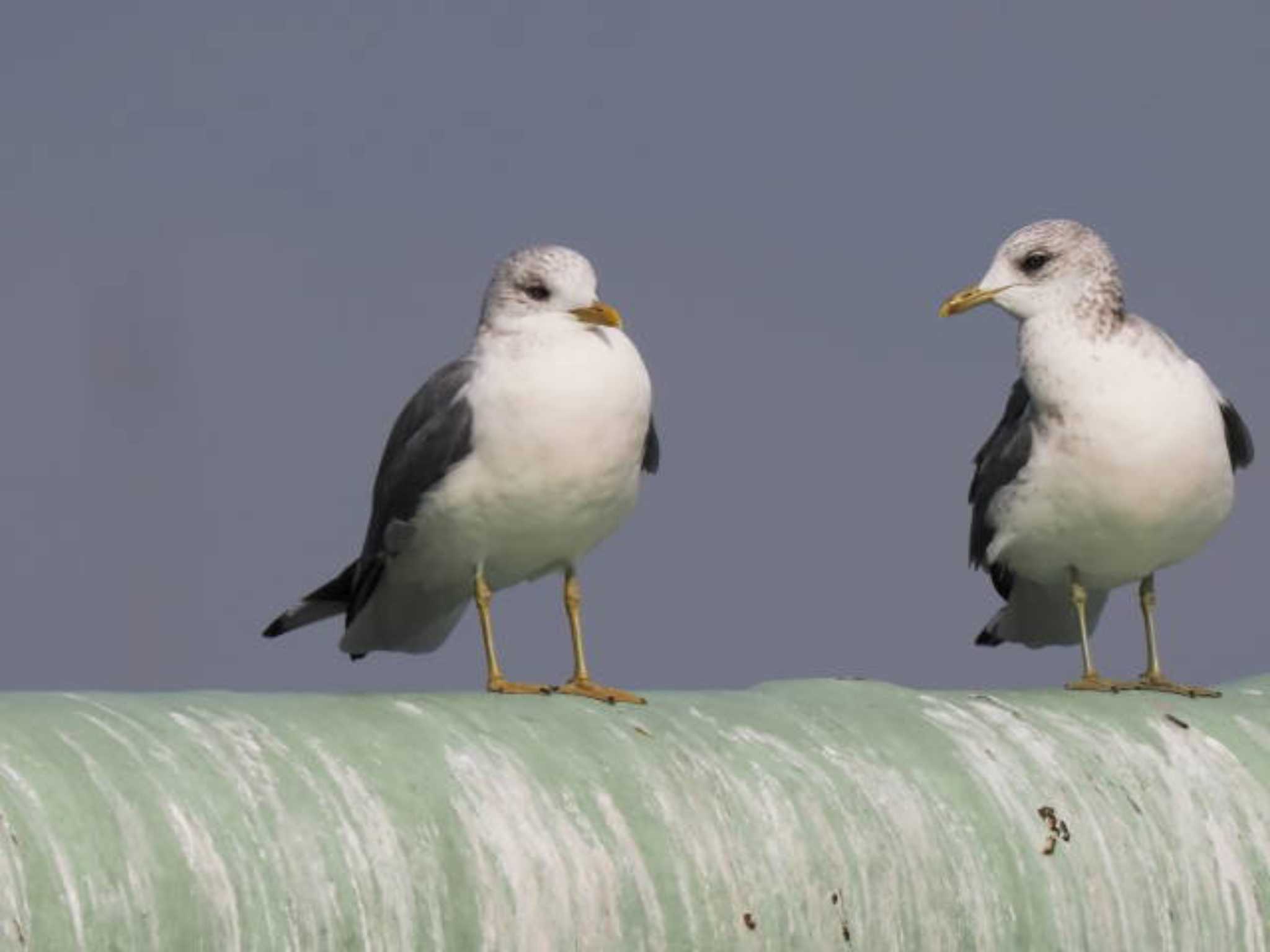 Common Gull