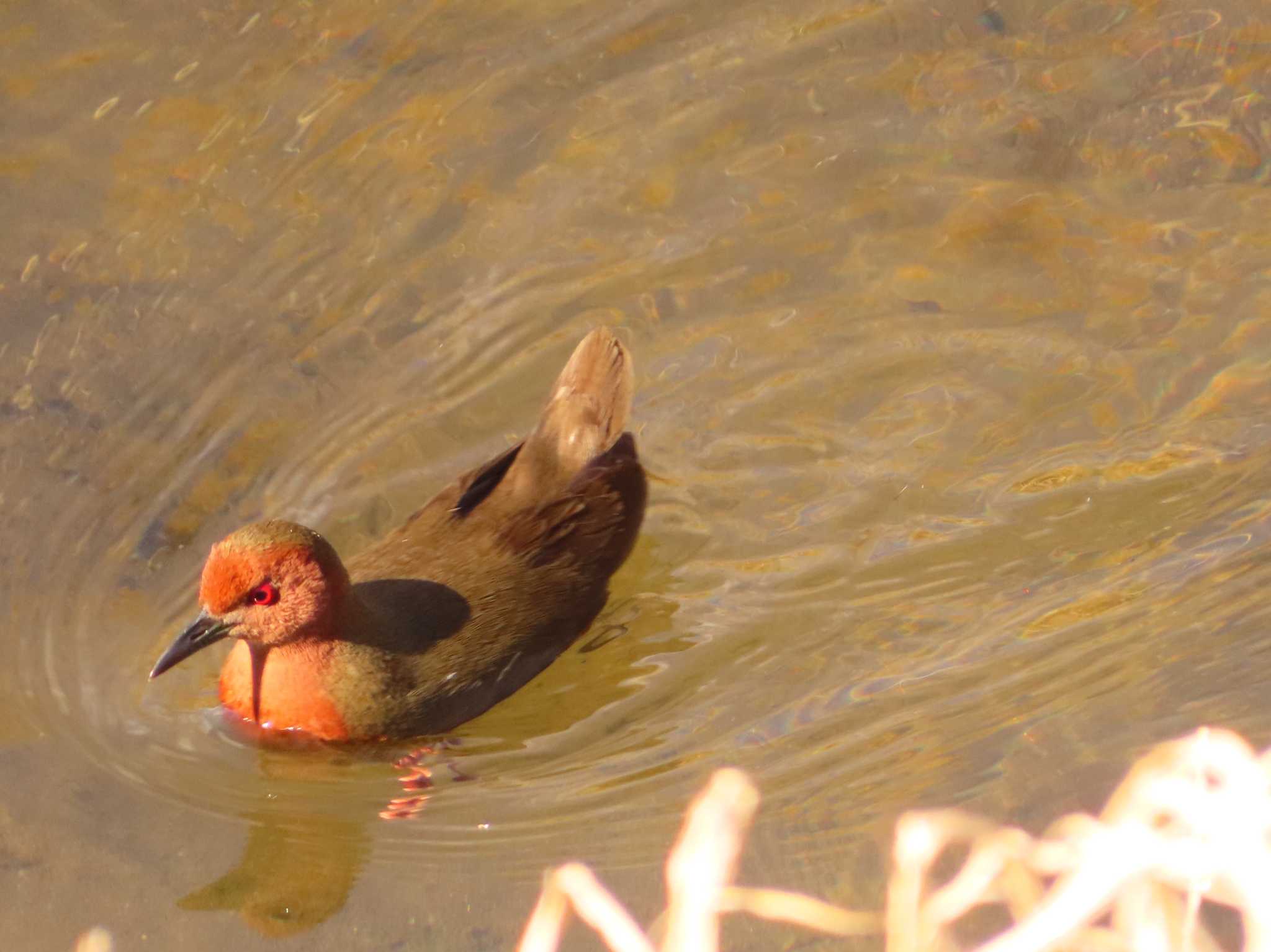 Ruddy-breasted Crake