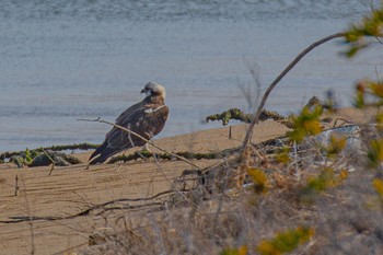 Sun, 2/11/2024 Birding report at 島田川河口(山口県)