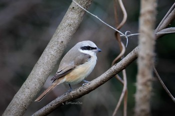 シマアカモズ 福岡県 撮影日未設定