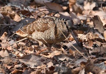 Eurasian Woodcock Maioka Park Tue, 2/13/2024