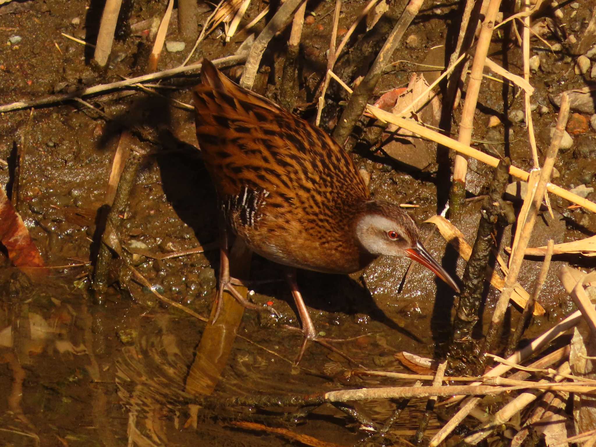 Photo of Brown-cheeked Rail at 大根川 by ゆ