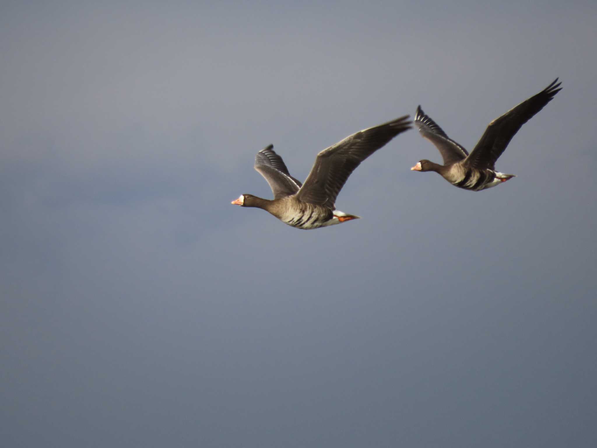 Greater White-fronted Goose