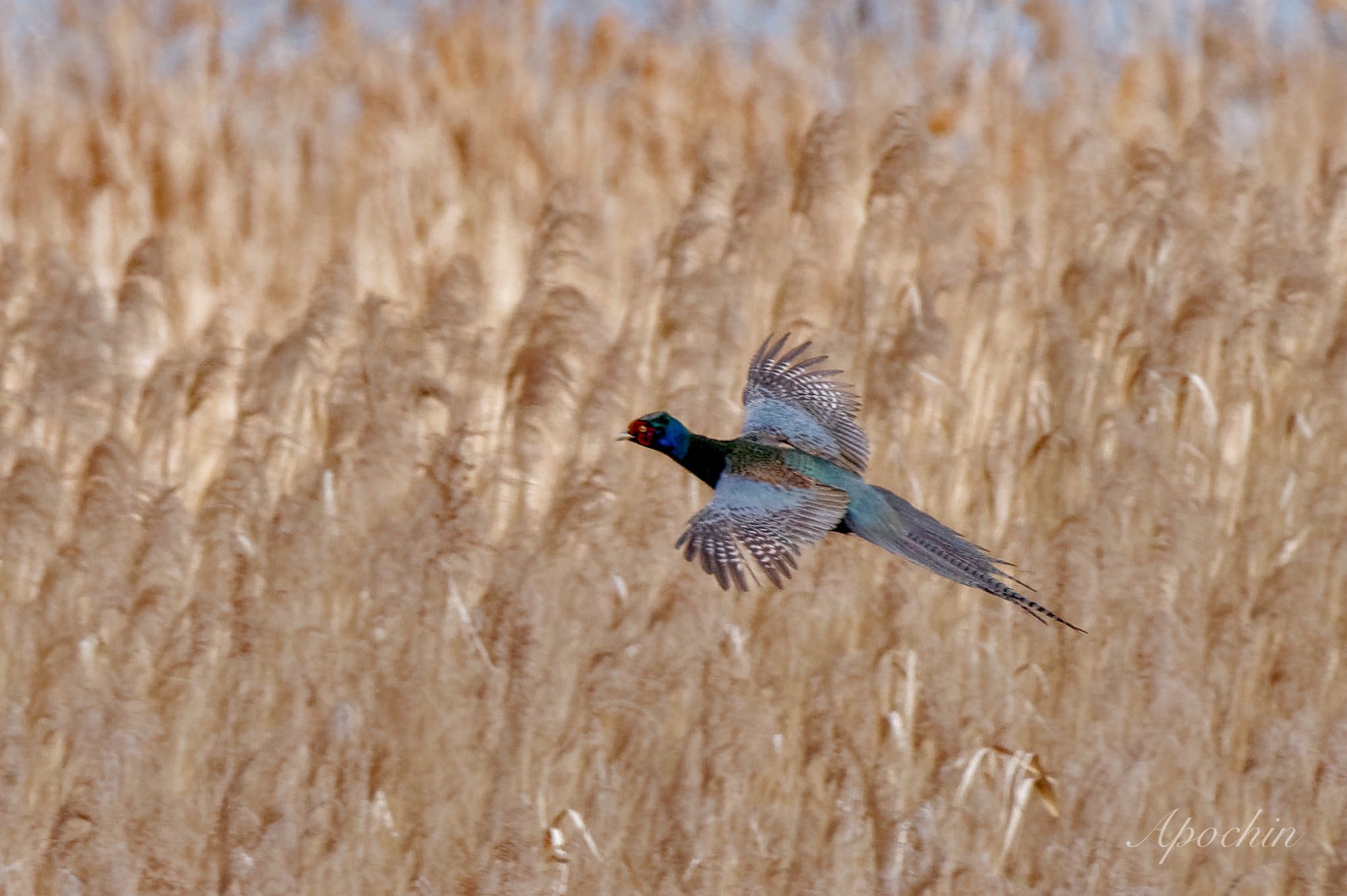 Photo of Green Pheasant at 夏目の堰 (八丁堰) by アポちん