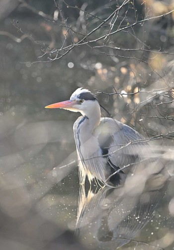 アオサギ 舞岡公園 2024年2月13日(火)