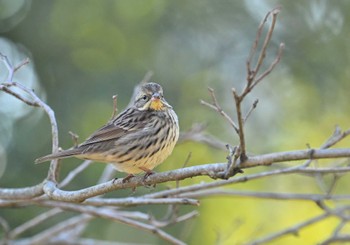 アオジ 舞岡公園 2024年2月13日(火)