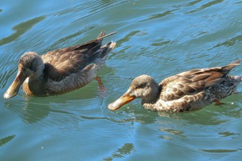 ハシビロガモ 三ツ池公園(横浜市鶴見区) 2024年2月13日(火)