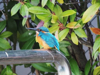 2023年12月9日(土) 大濠公園の野鳥観察記録