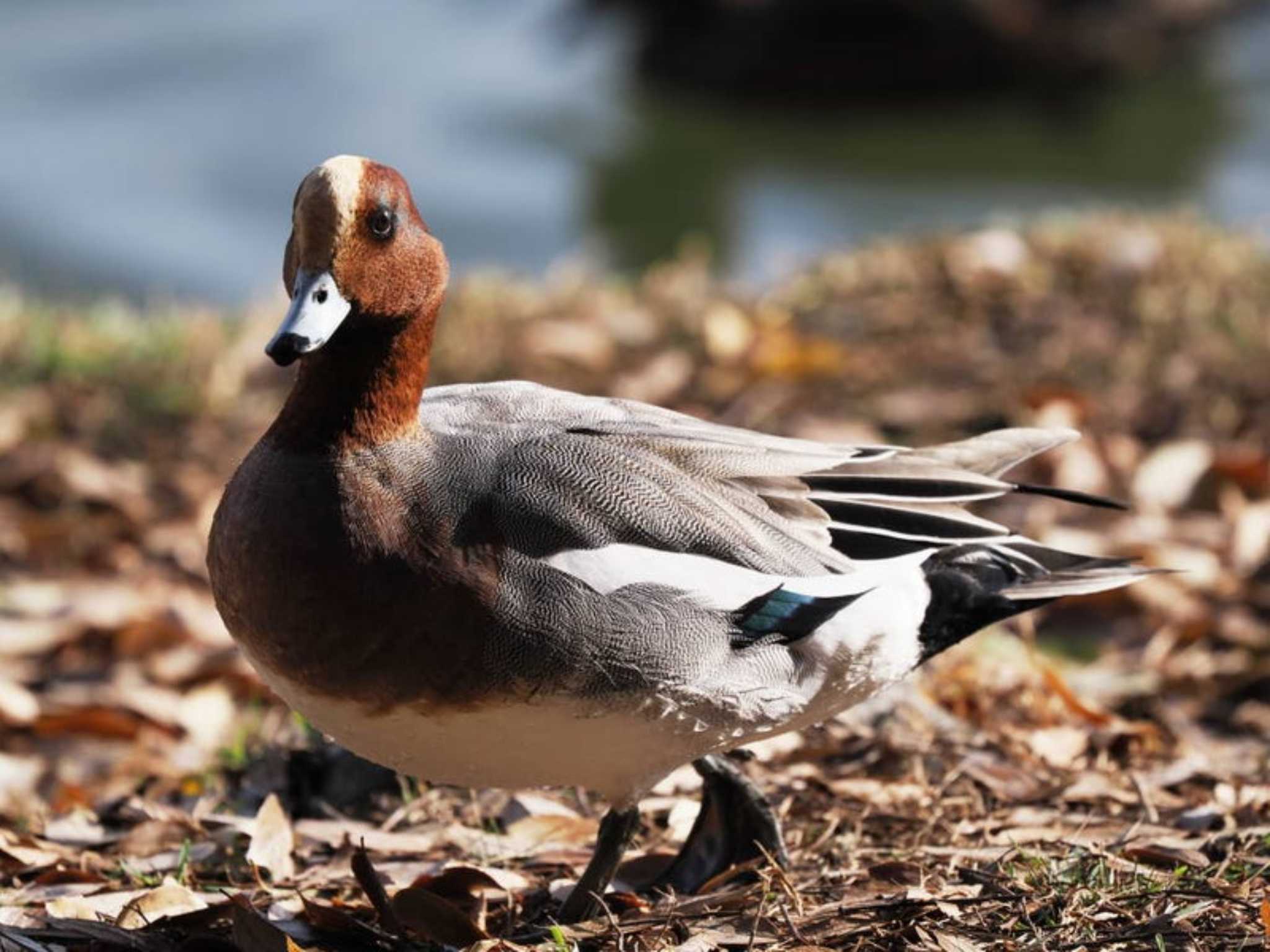 Eurasian Wigeon