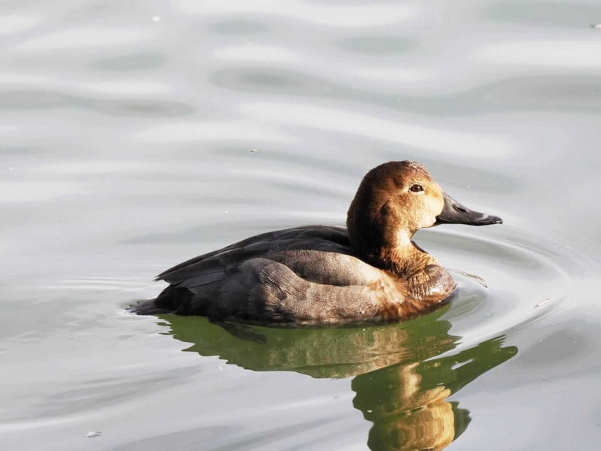 Common Pochard