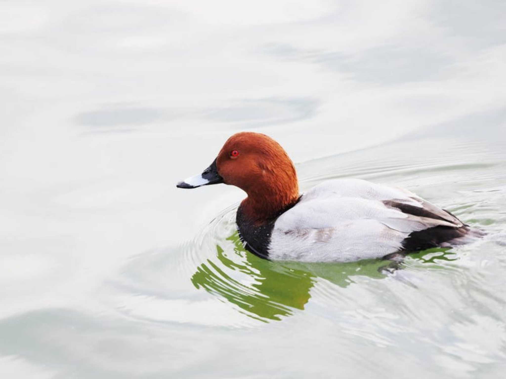 Common Pochard