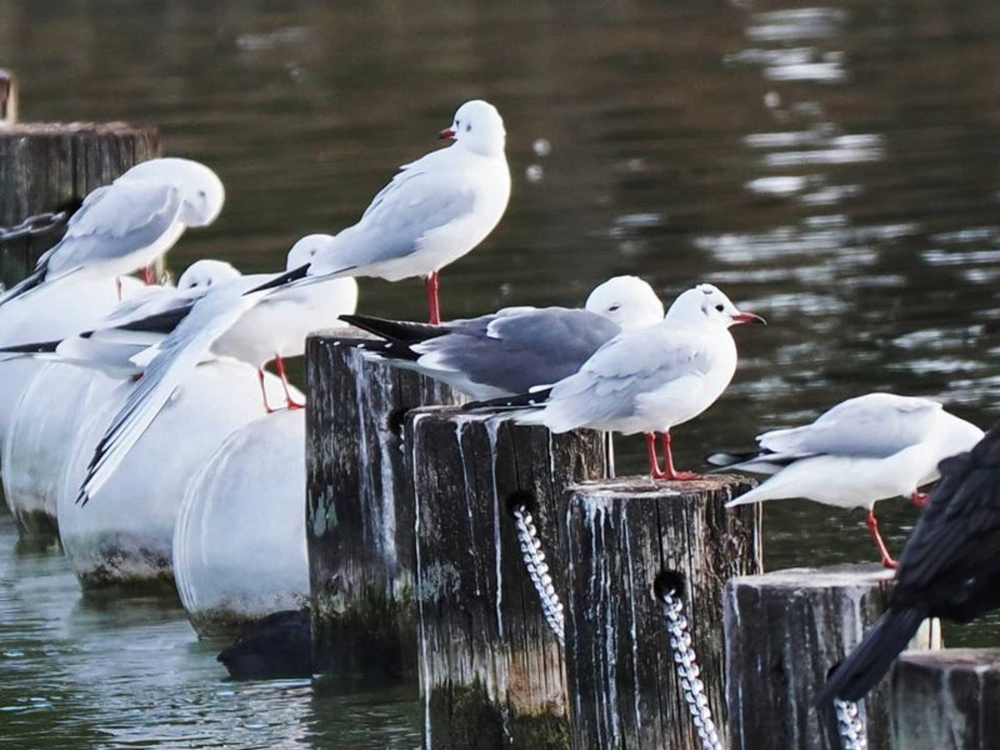 Black-headed Gull