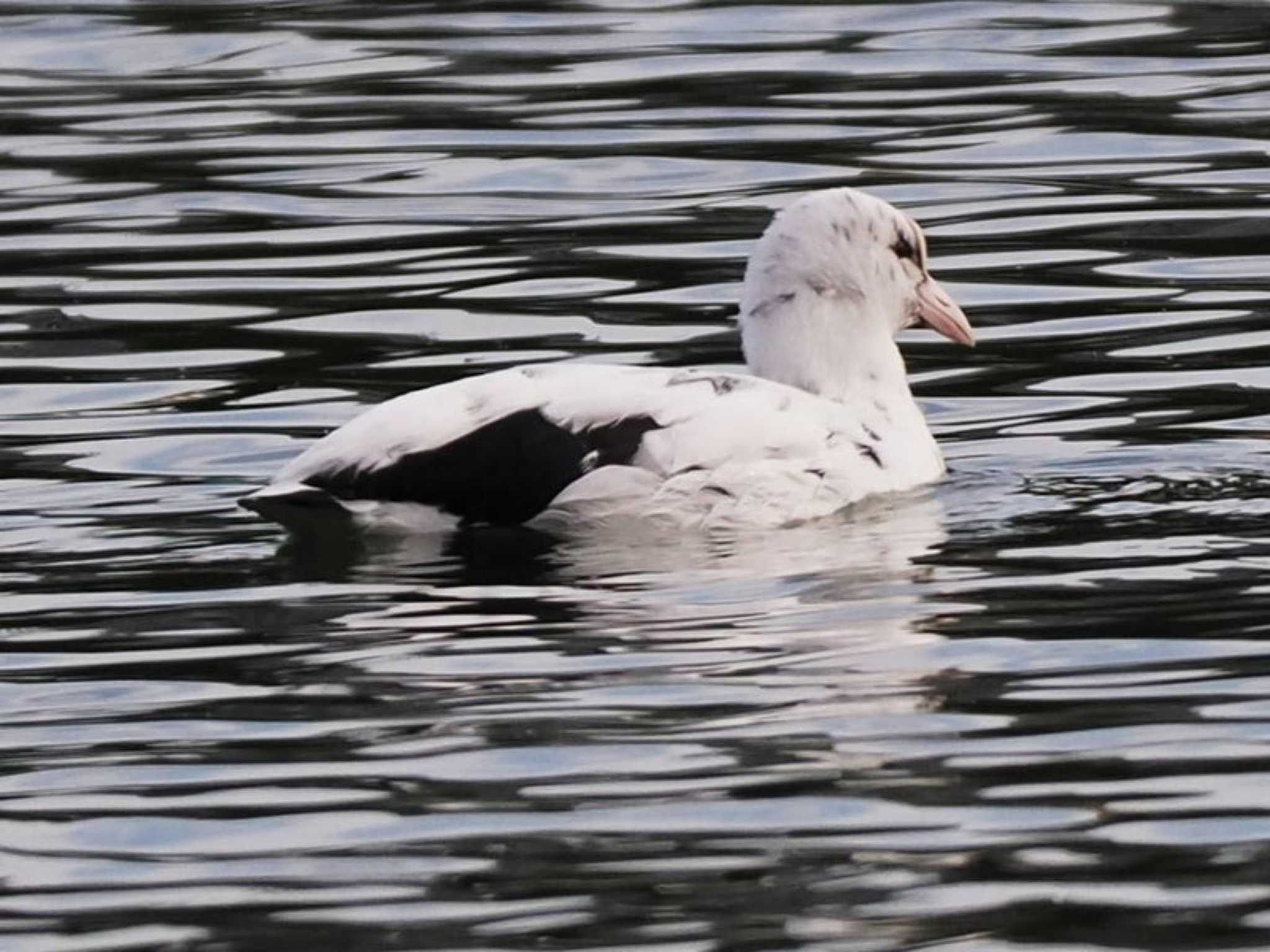 Eurasian Coot