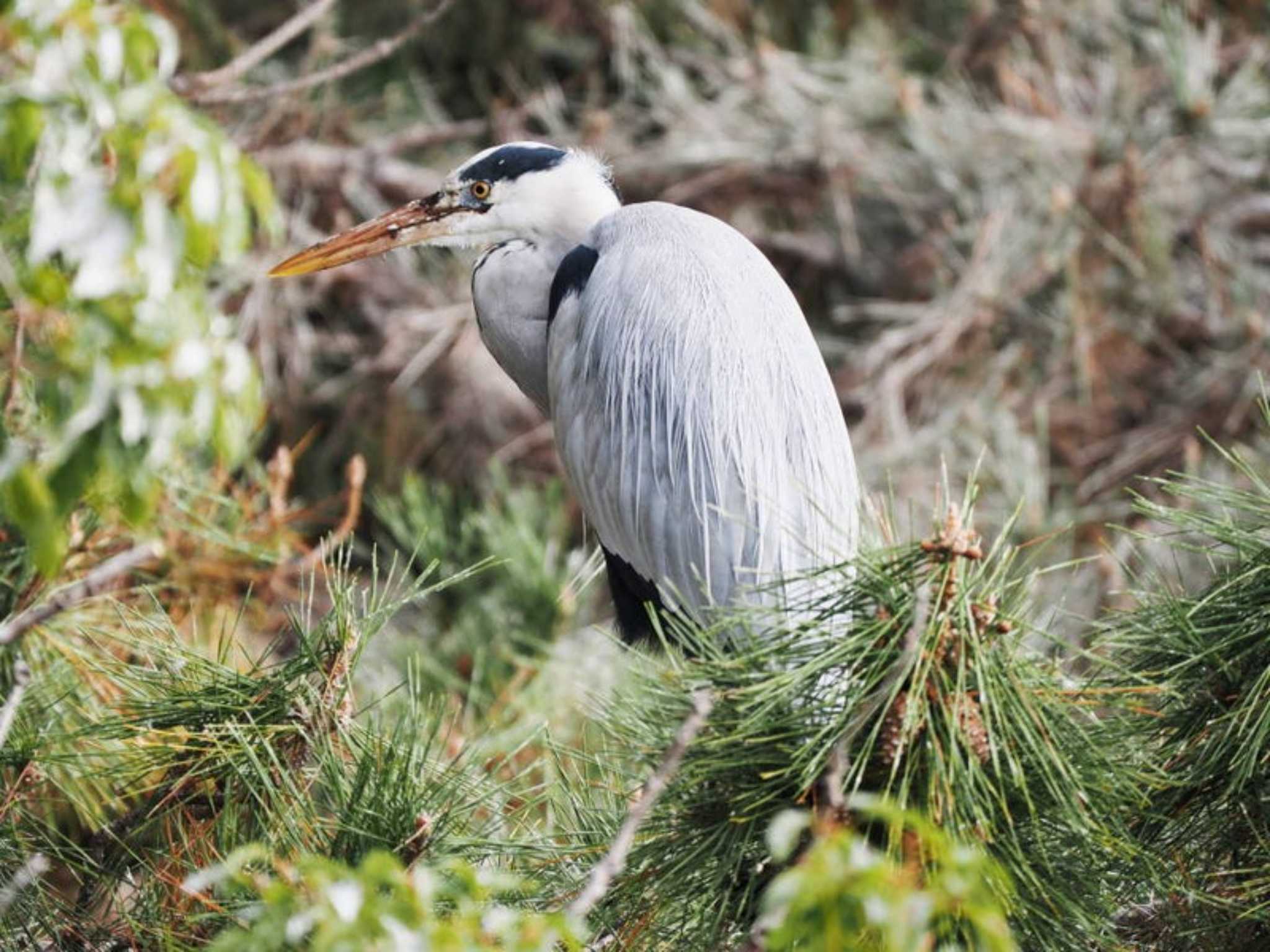 Grey Heron