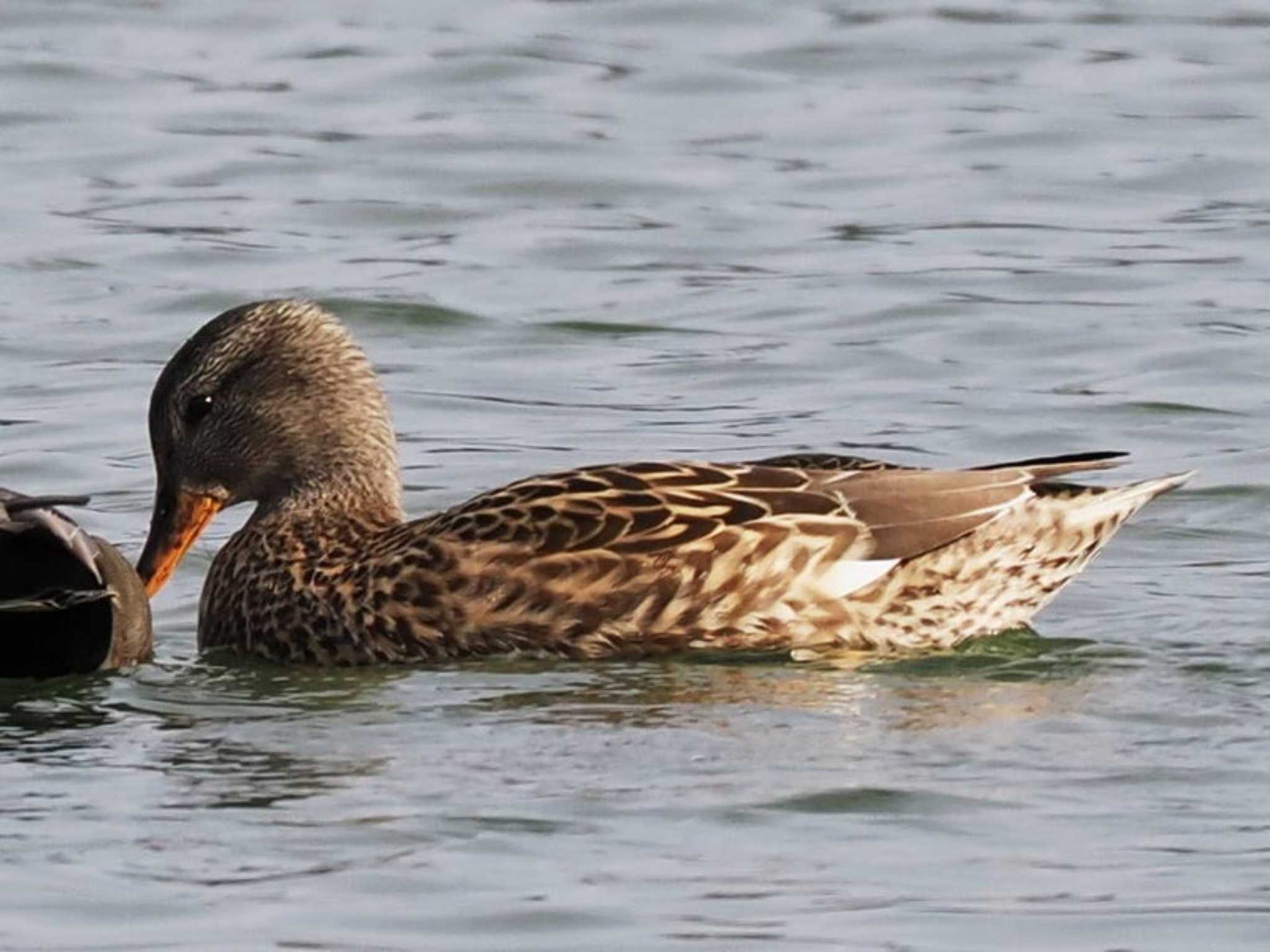 Gadwall