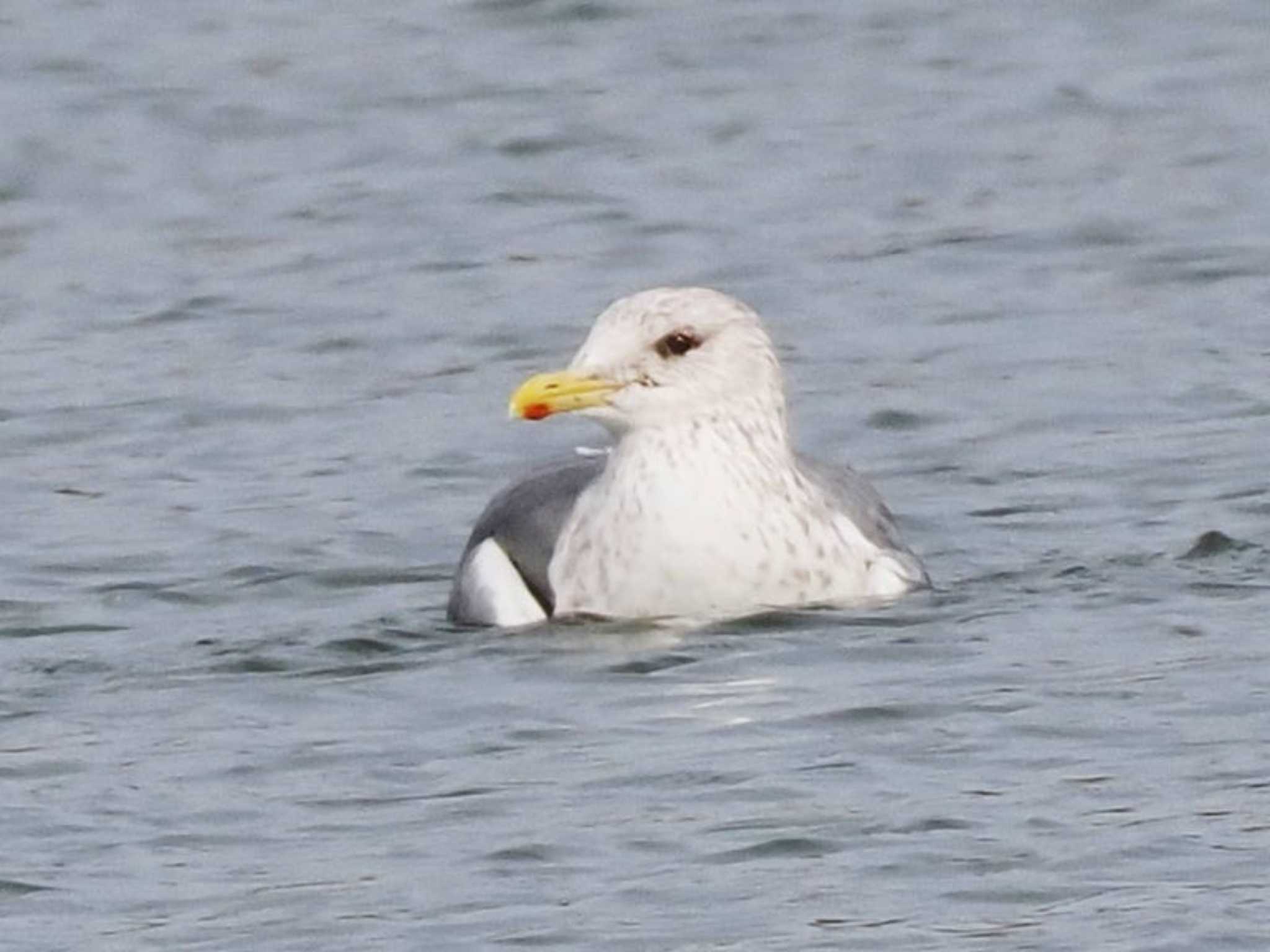 Vega Gull