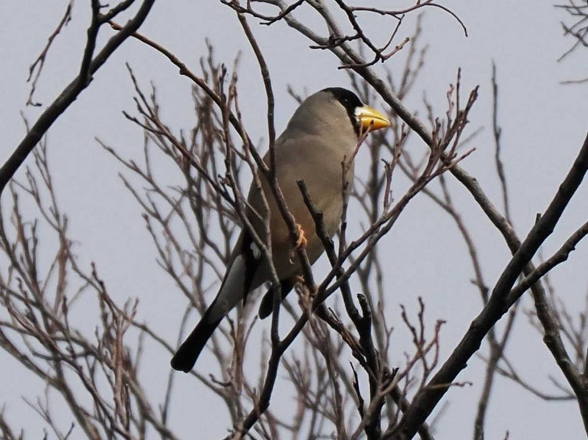 Japanese Grosbeak