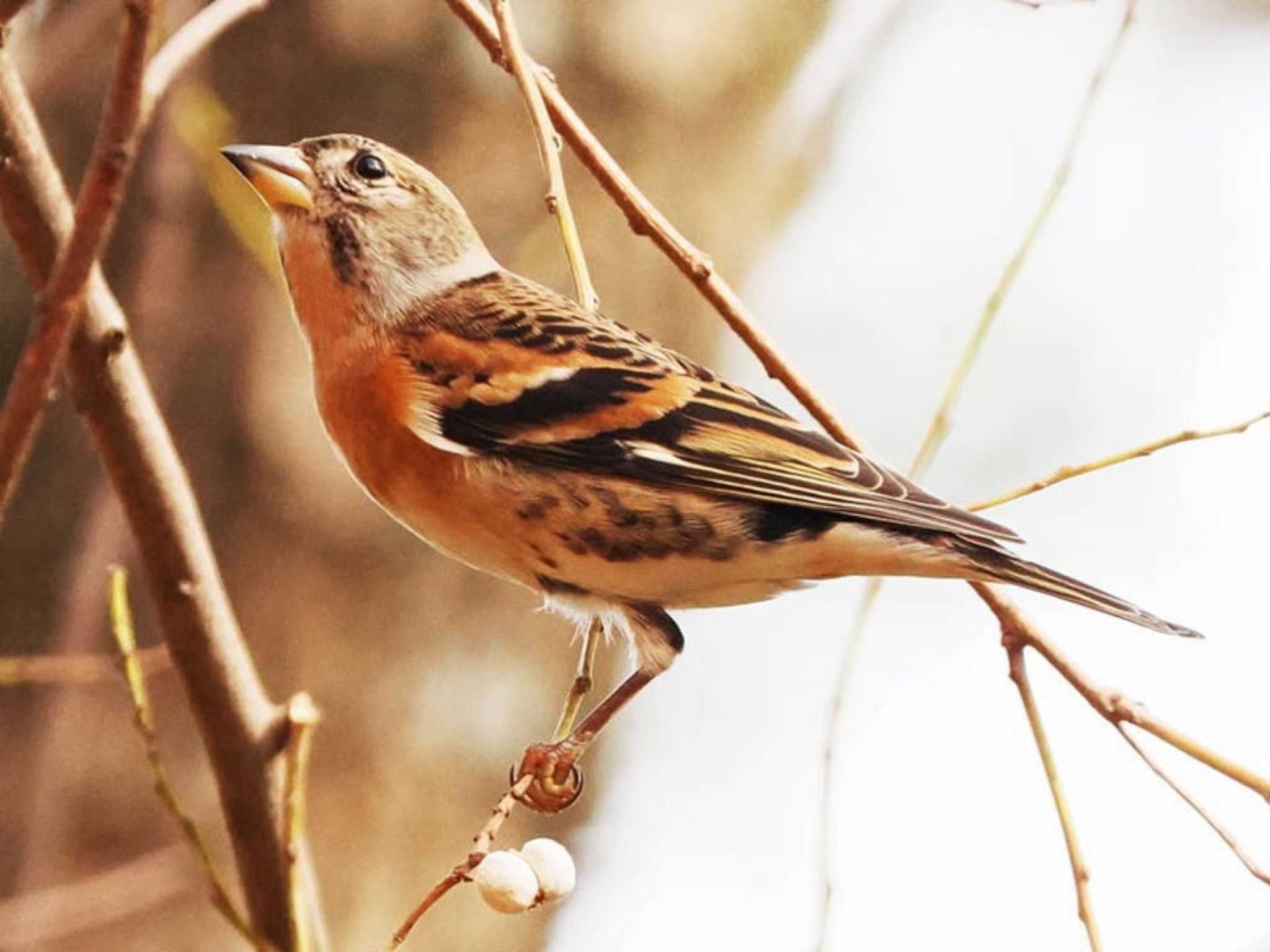 Brambling