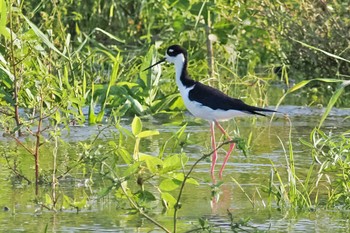 Black-necked Stilt Tarcoles River Cruise(Costa Rica) Sun, 2/11/2024