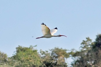 American White Ibis Miriam's Quetzals(Costa Rica) Sun, 2/11/2024