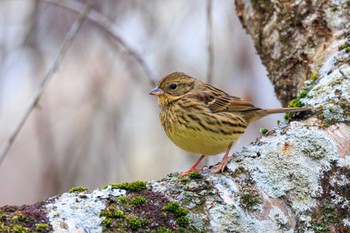 Masked Bunting Akashi Park Tue, 1/16/2024