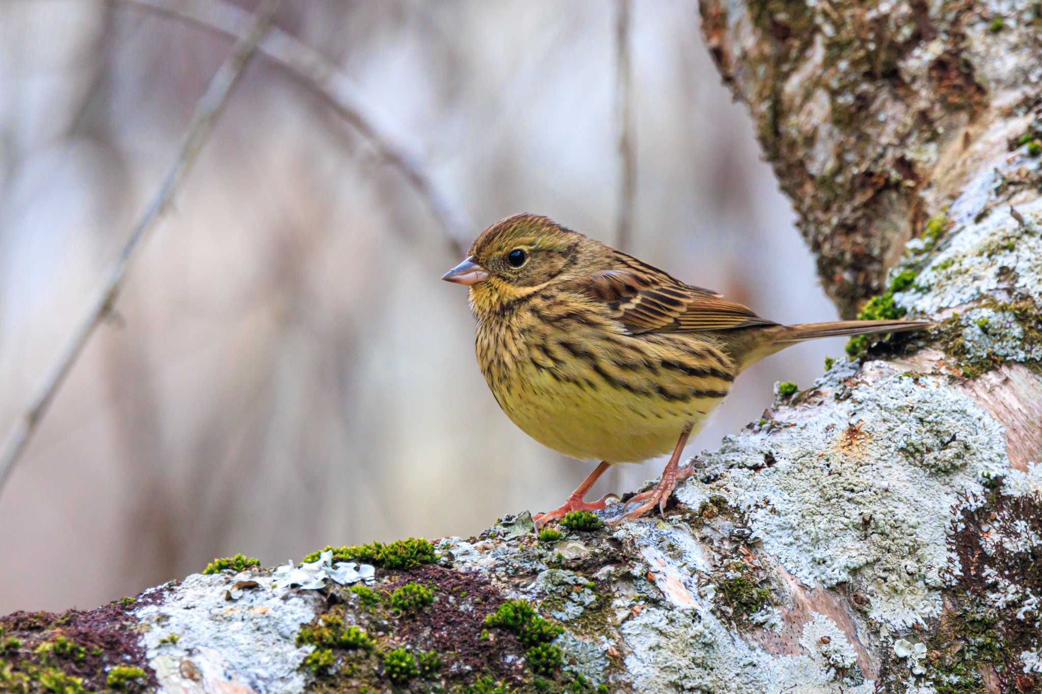 Photo of Masked Bunting at Akashi Park by ときのたまお