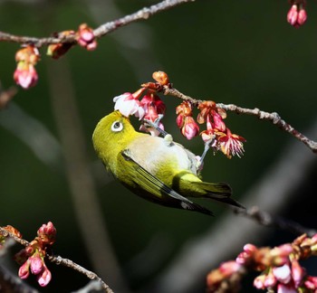 Warbling White-eye 東京都多摩地域 Thu, 2/8/2024