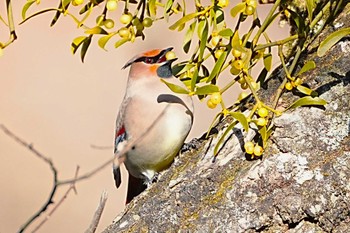 Japanese Waxwing 赤城山 Sun, 2/4/2024