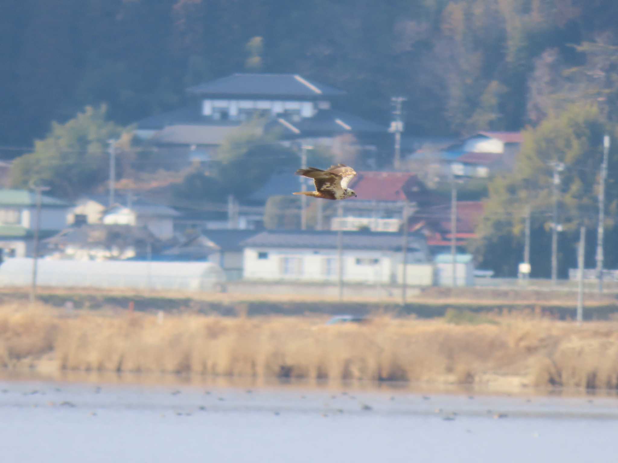 Eastern Marsh Harrier