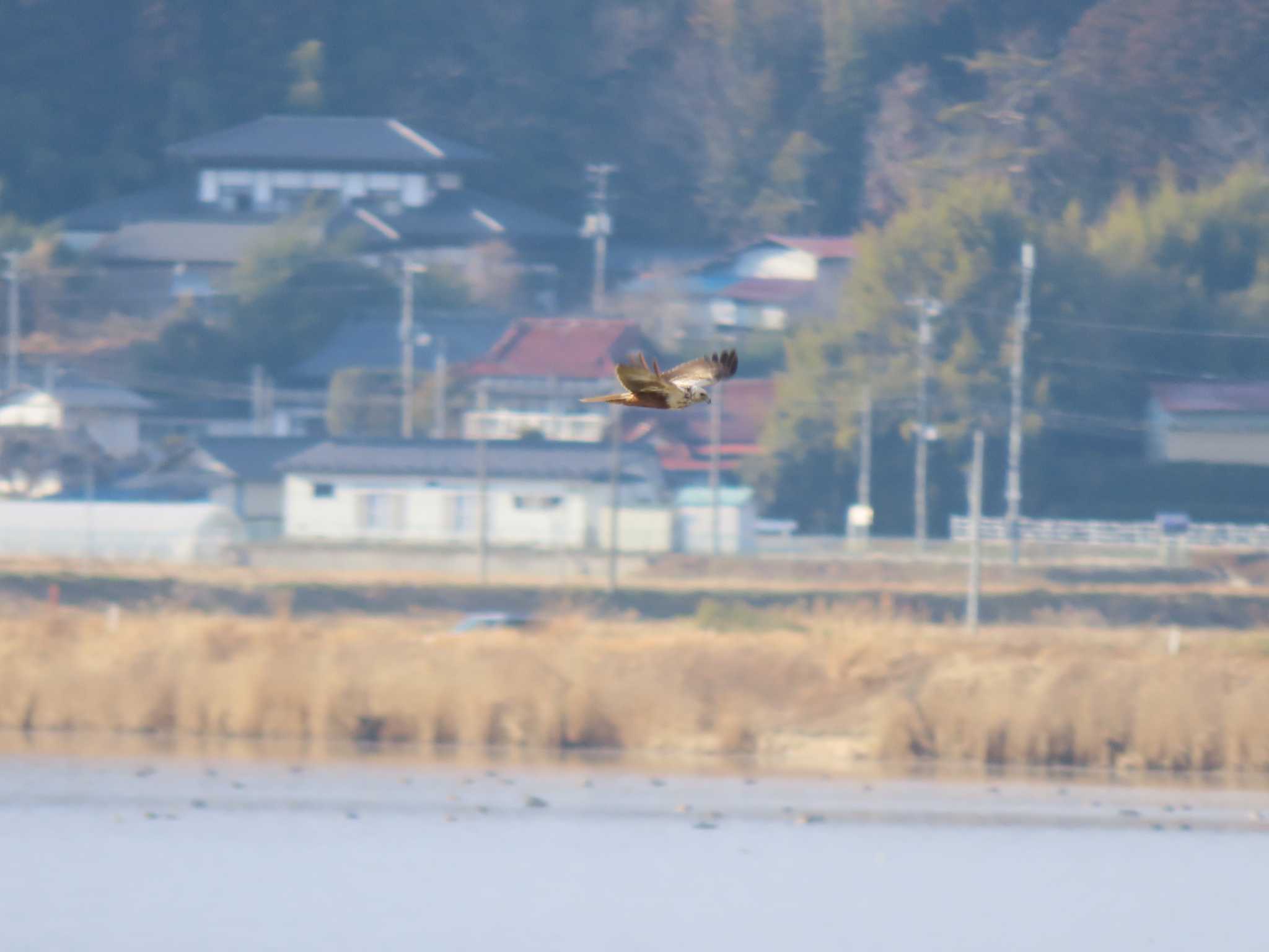 Eastern Marsh Harrier