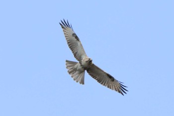 ノスリ 行徳野鳥保護区 2024年2月11日(日)