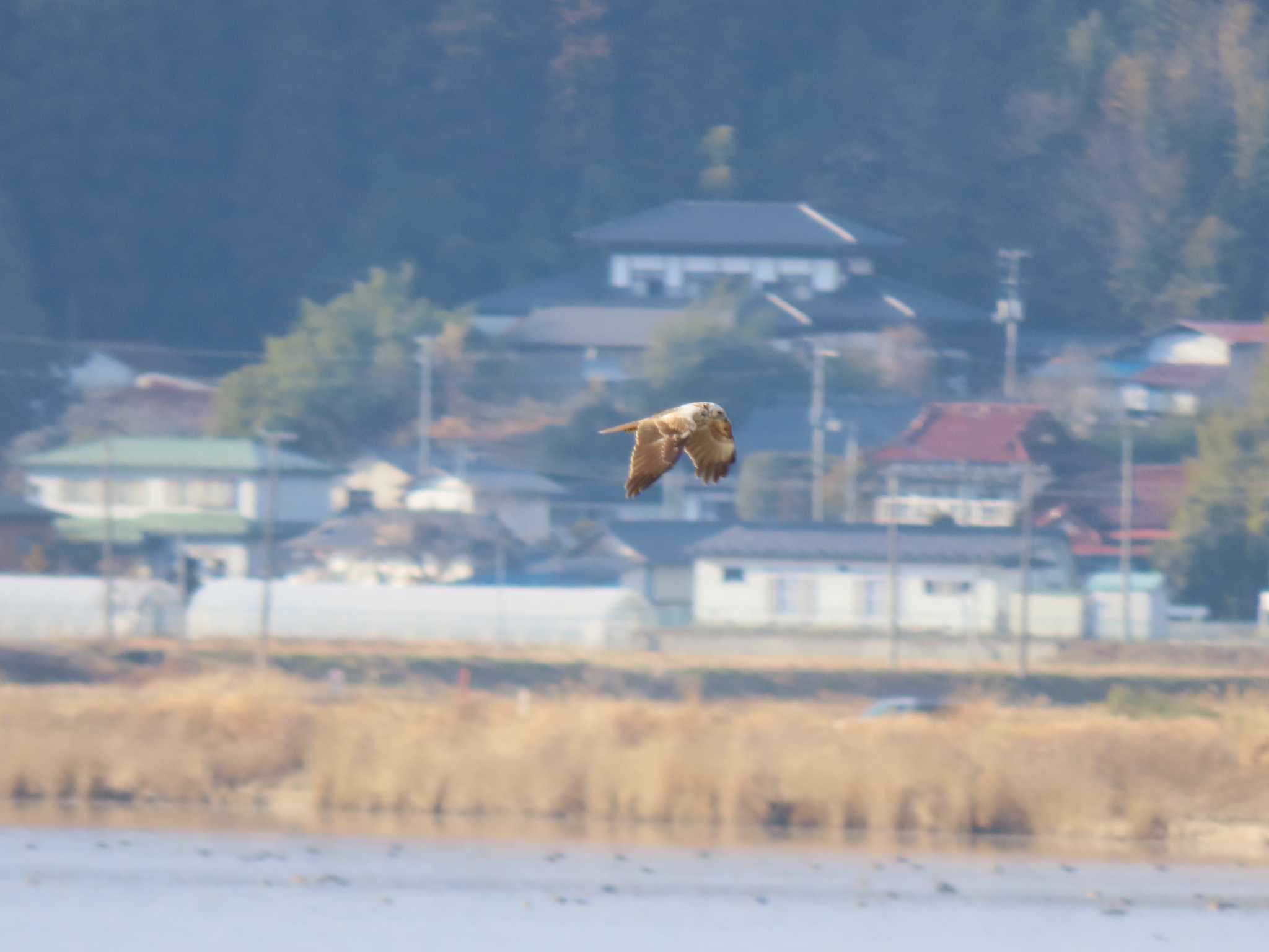 Eastern Marsh Harrier