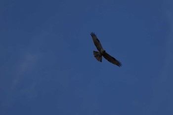 Eastern Buzzard 行徳野鳥保護区 Sun, 2/11/2024