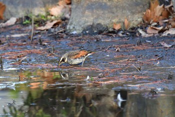 Dusky Thrush 名古屋市 Fri, 2/9/2024