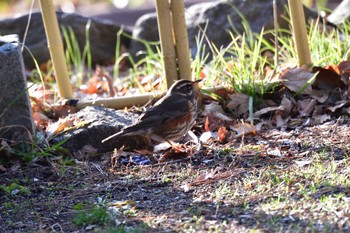 Redwing 名古屋市 Fri, 2/9/2024