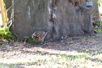 Redwing 名古屋市 Fri, 2/9/2024