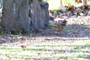 Redwing 名古屋市 Fri, 2/9/2024