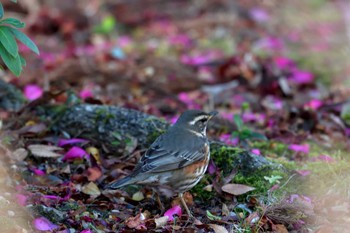 Redwing 名古屋市 Fri, 2/9/2024