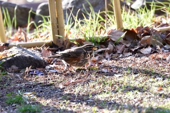 Redwing 名古屋市 Fri, 2/9/2024