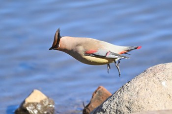 Japanese Waxwing 群馬県 Sun, 2/11/2024